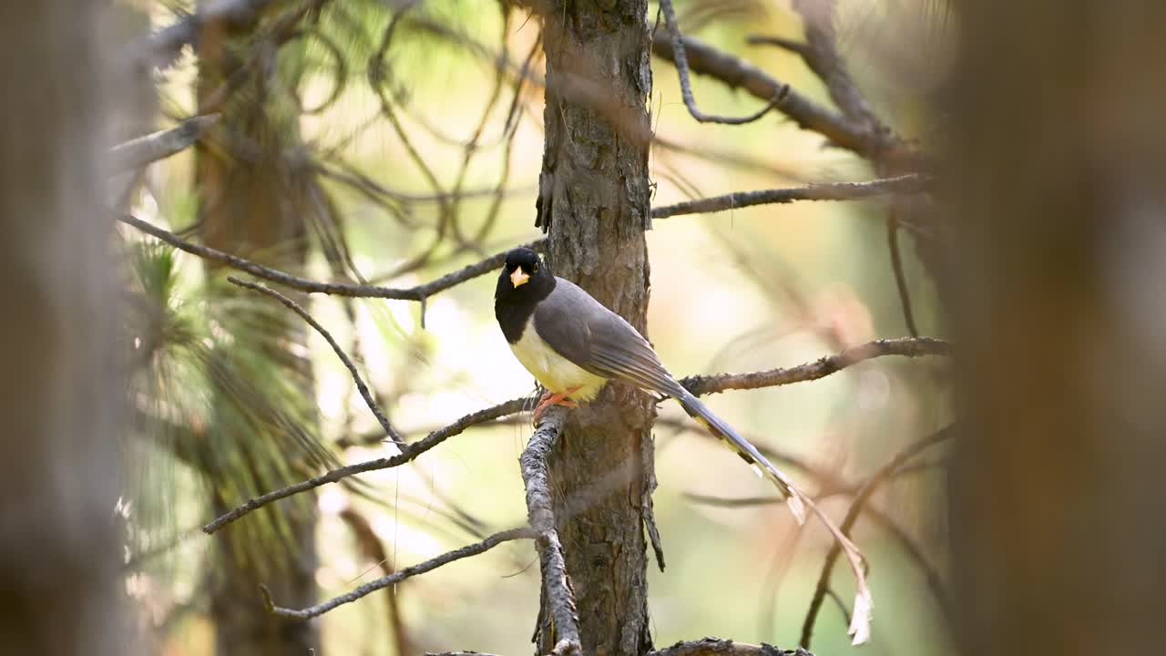 Yellow-billed blue magpie ,showcasing its distinct black head and creamy-yellow underparts, is perched on a branch amidst a pine forest.