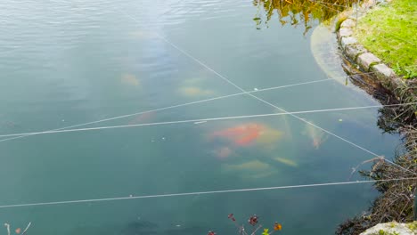toma cinematográfica de la colorida carpa koi en great yarmouth