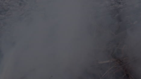 wildfire, spreading flames of forest fire