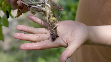 raíces de wasabi en manos mojadas, primer plano deslizante