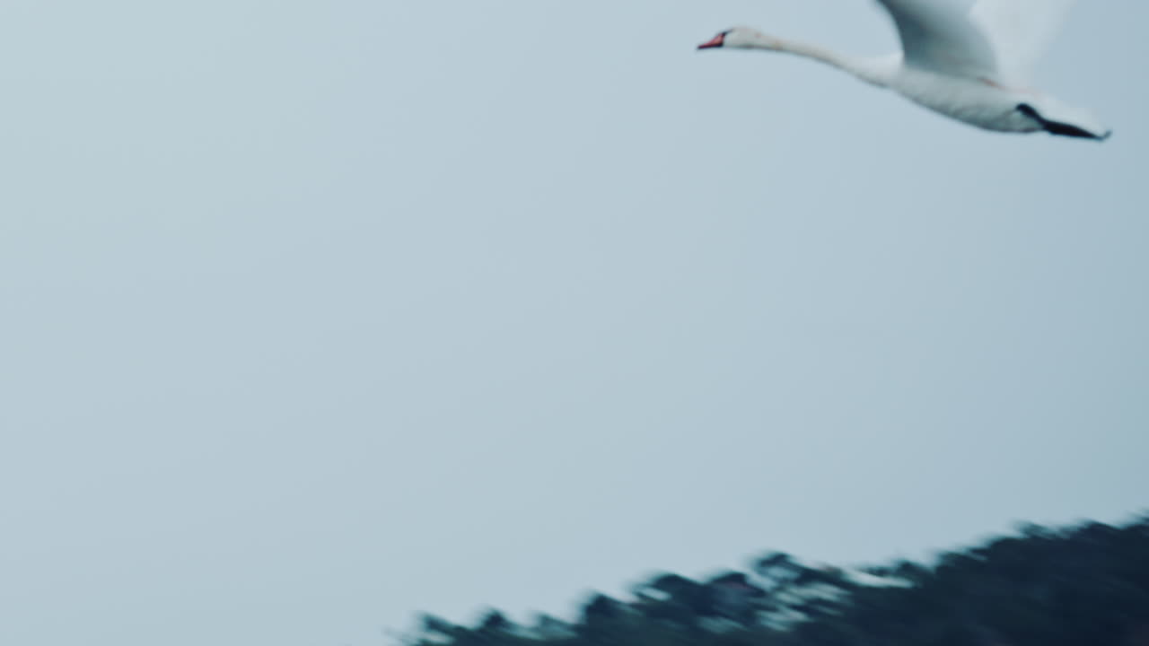 View of a swan in flight against a pale sky