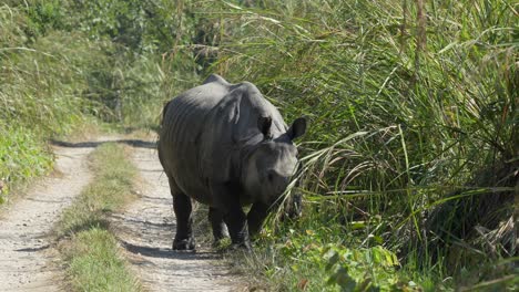 a one horned rhino walking along a dirt road bordered by high elephant grass in the chitwan national park in nepal