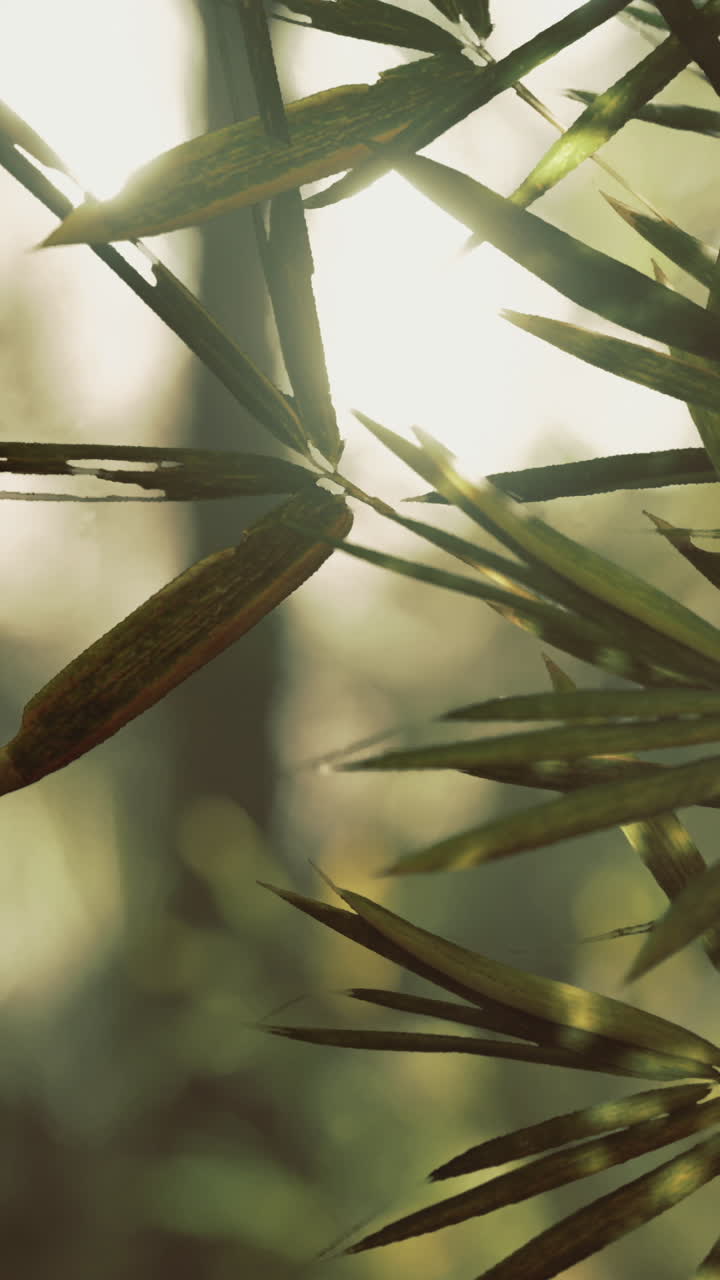 La luce del sole filtra attraverso le foglie di bambù in un lussureggiante ambiente forestale