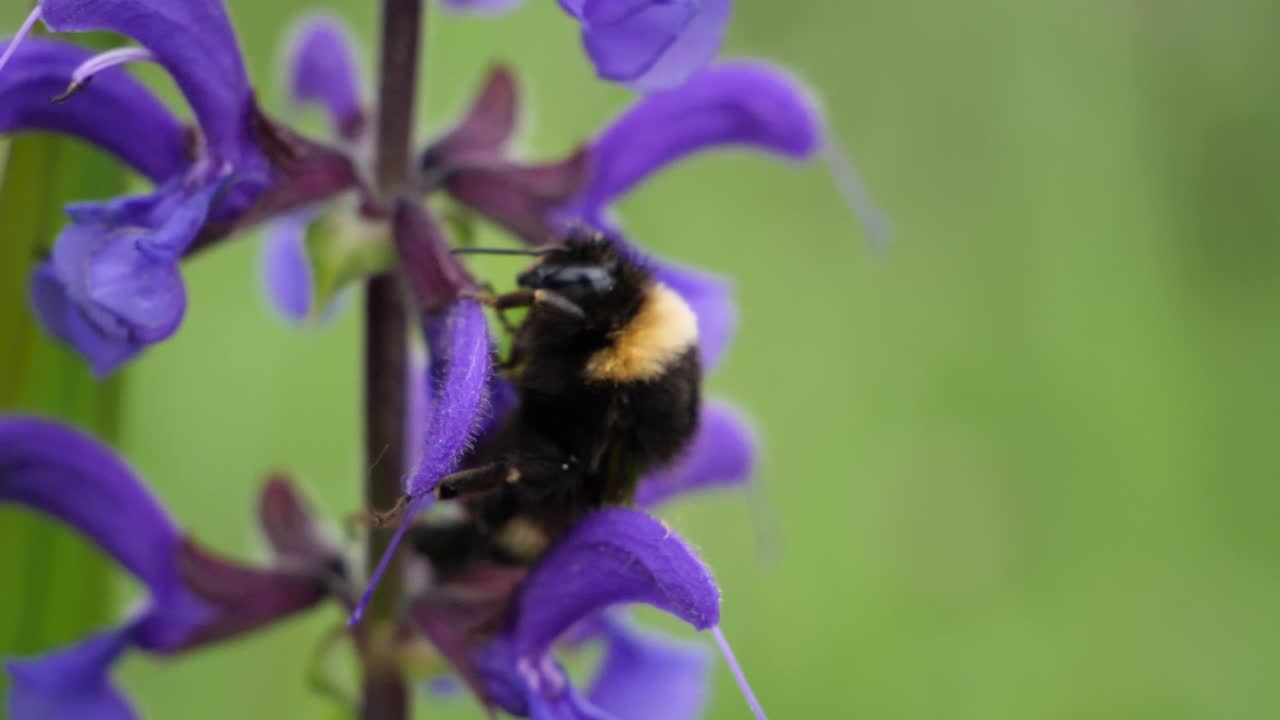 primer plano de un abejorro caminando sobre una flor morada en cámara lenta