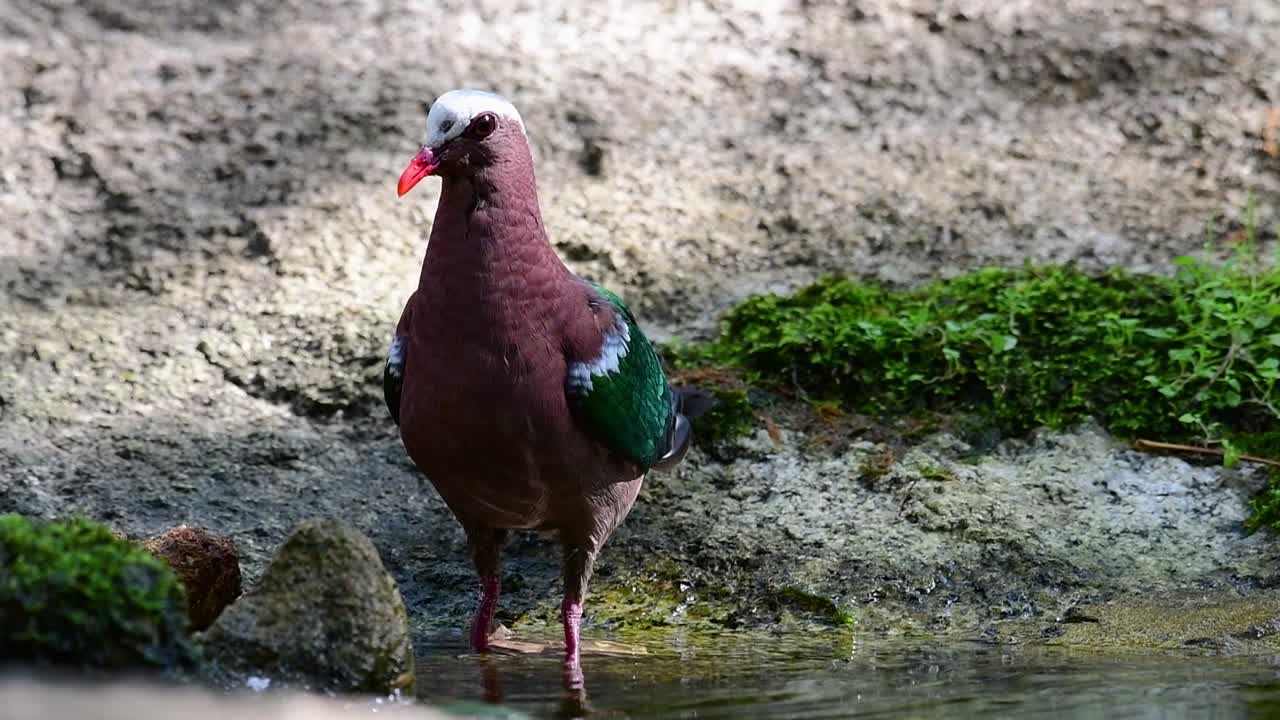 더운 날 숲에서 목욕 후 손질하는 일반적인 에메랄드 비둘기, chalcophaps indica, 원래 속도