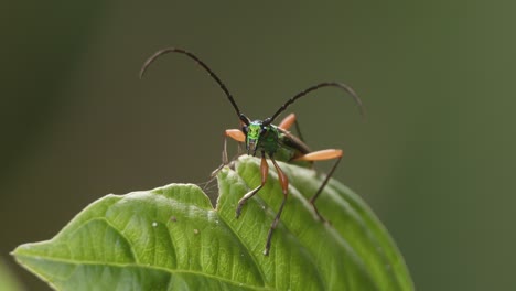 peruvian tiger beetle perches on leaf, tambopata national reserve