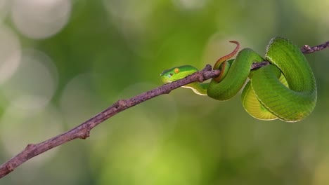 la víbora de labios blancos es una víbora venenosa endémica del sudeste asiático y a menudo se encuentra durante la noche esperando en una rama o rama de un árbol cerca de un cuerpo de agua con muchos alimentos
