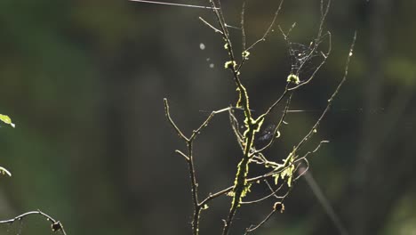 Un-Primer-Plano-De-Las-Ramas-De-Los-árboles-Delgados,-Cubiertos-De-Musgo-Y-Marchitos-Después-De-La-Lluvia