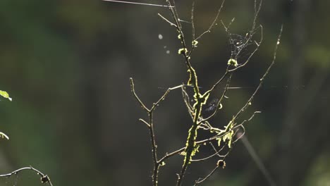 un primer plano de las ramas de los árboles delgados, cubiertos de musgo y marchitos después de la lluvia