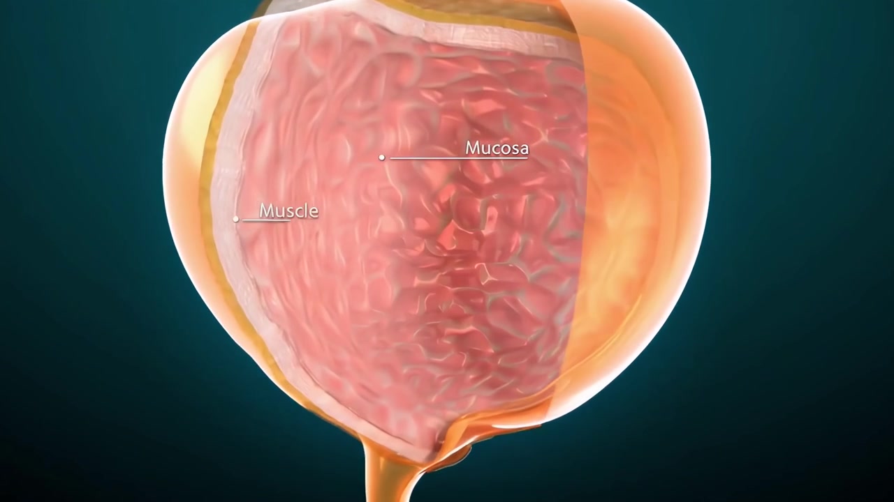 Animazione 3D dell'anatomia e della funzione della vescica urinaria umana