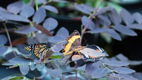 two butterflies interacting on a leafy branch