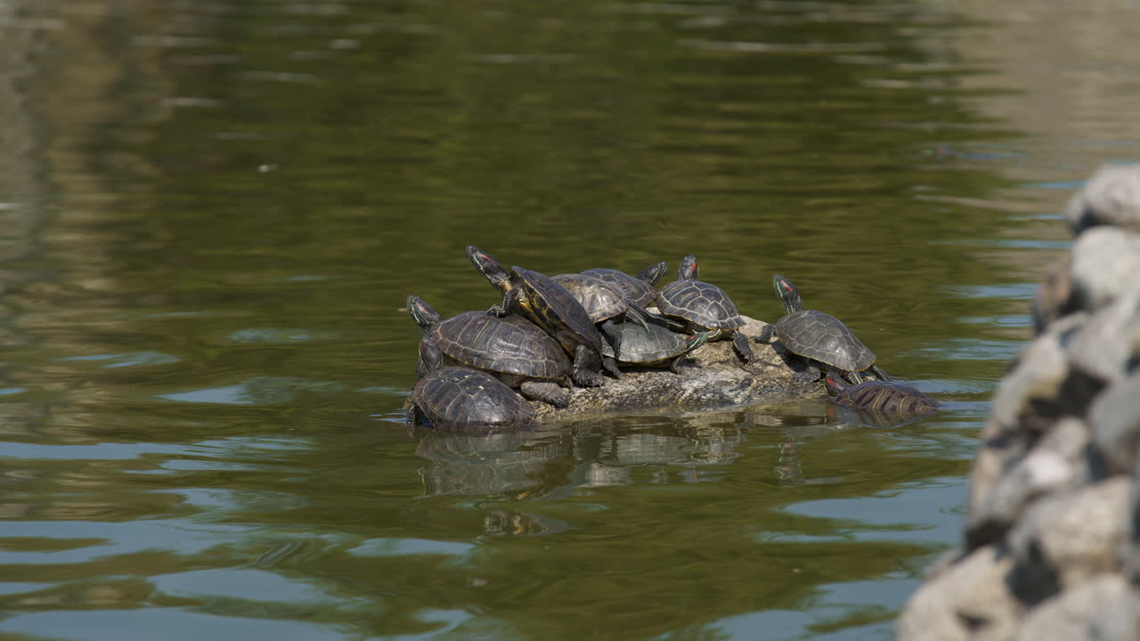 таймлапс прудовых черепах, загорающих на камне в пруду