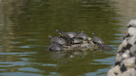 time lapse of pond turtles sunning on a rock in a pond