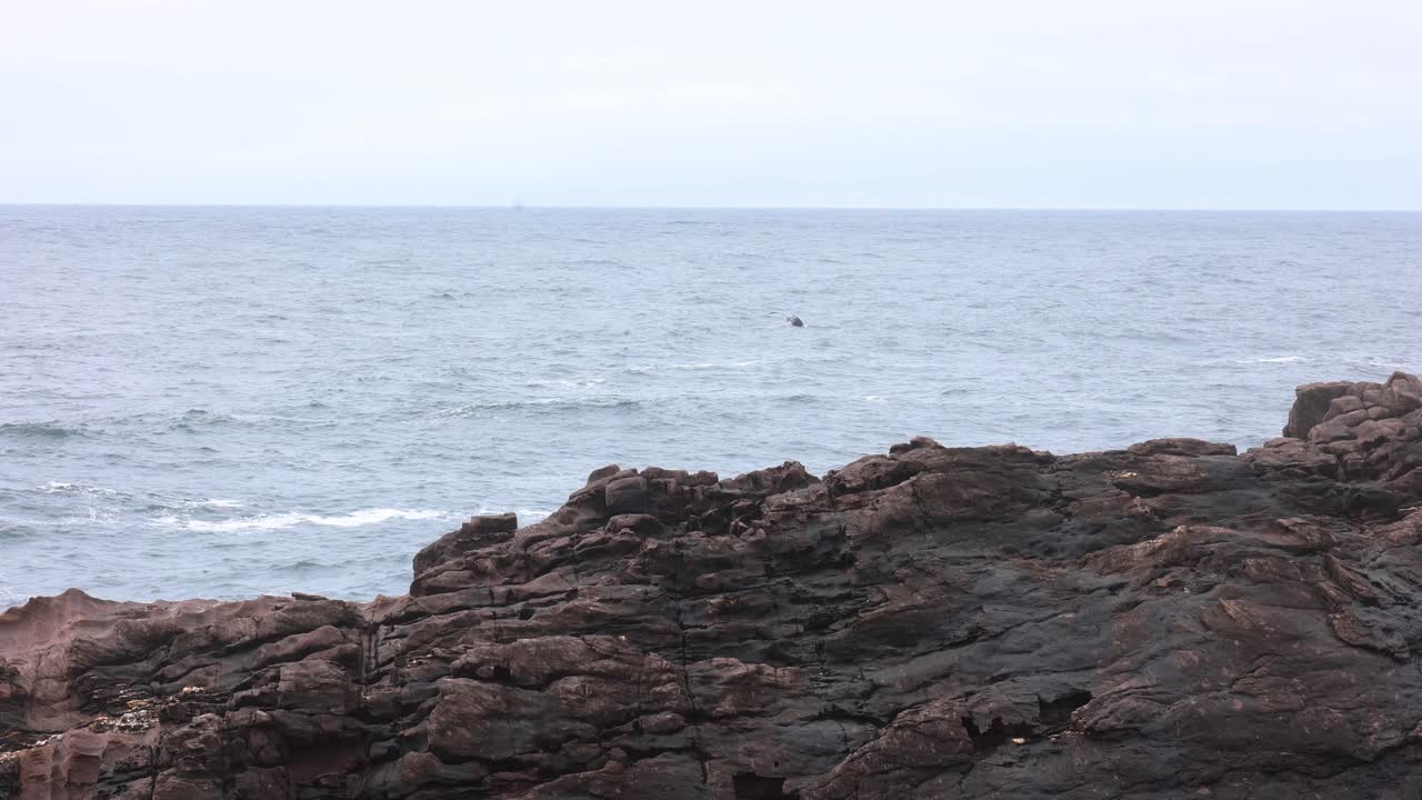Una balena con i baffi si tuffa in acqua mostrando la coda al largo di una costa rocciosa nell'Australia meridionale