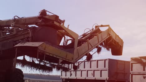 piles of sugar beets on the field. self-propelled machine for cleaning and loading sugar beet from the clamp at the edge of the field to a truck on the road. ropa