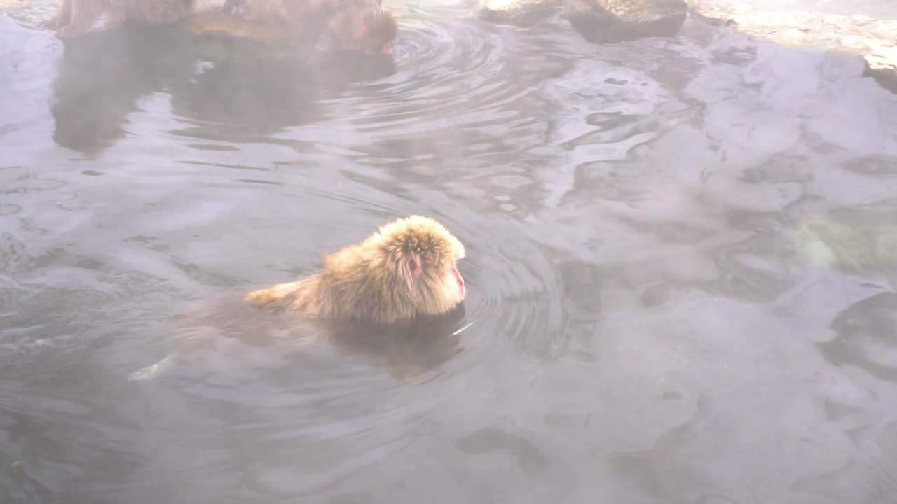 monos japoneses empapados caminando en aguas termales