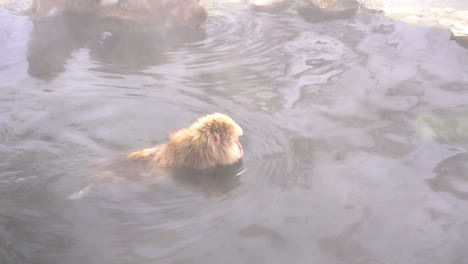 japanese monkeys soaking- walking in hot springs