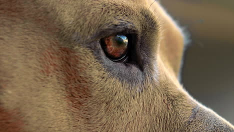 close up of dogs eye shot at 100fps 4k