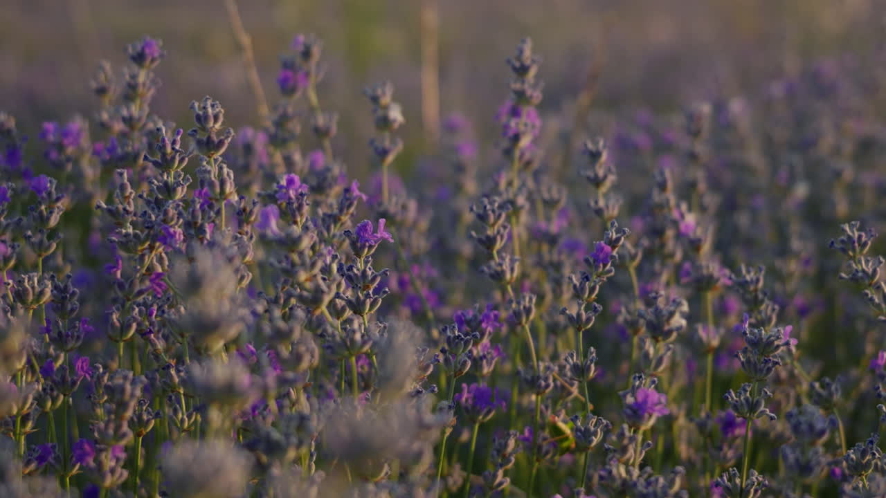 Una macro di fiori di lavanda che ondeggiano in una brezza estiva al tramonto, con un sole dorato che brilla dietro e una profondità sfocata e morbida nel campo distante.