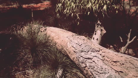 tronco caído en el bosque australiano
