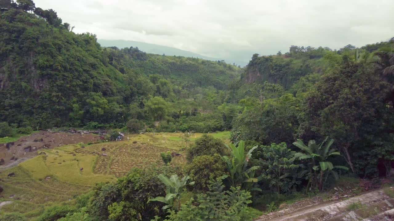 una toma panorámica lenta de derecha a izquierda del bosque