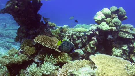 Emperor-Angelfish-swimming-over-coral-reef-with-hard-and-table-corals