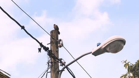 bird-watching-the-surroundings-during-a-bright-day-standing-over-a-power-line-pole-or-street-lamp-post,-with-a-scenic-background-of-a-blue-sky-and-clouds-passing-by