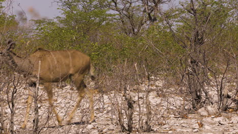 two female kudus walk one behind the other in slow motion through a dry landscape dotted with green mopane trees. the camera pans along with the first animal