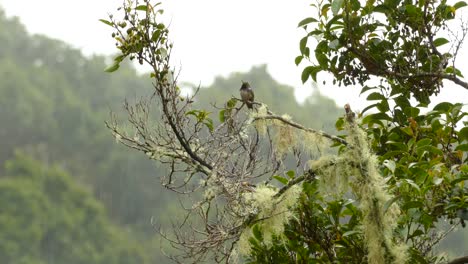 Colibrí-De-Cola-Rufa-Encaramado-En-La-Parte-Superior-De-Una-Rama-Frondosa-Del-Medio-De-Un-Bosque-De-Costa-Rica-Con-Smog