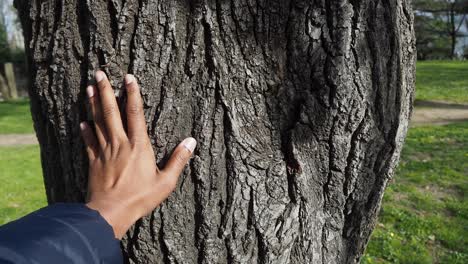 persona tocando un tronco de árbol