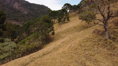 un camino sinuoso que sube una colina boscosa en brasil