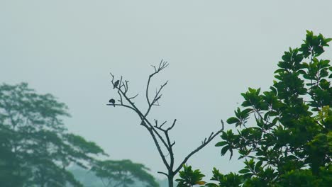 Two-small-birds-sitting-on-tree-branch-in-tropical-rainforest