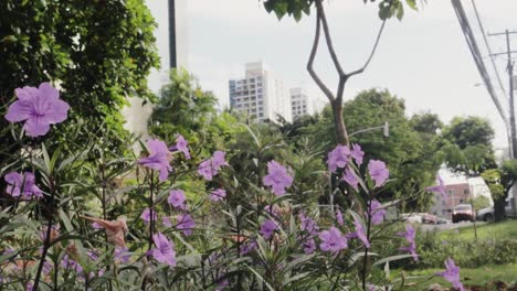 pan shot from left to right of light purple flowers on little plants on the sidewalk of a busy cross road with skyscraper in background on a bright sunny day