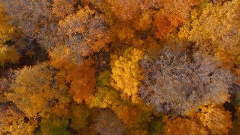 árboles vibrantes de otoño con hojas doradas y ramas desnudas en un bosque colorido, vista aérea