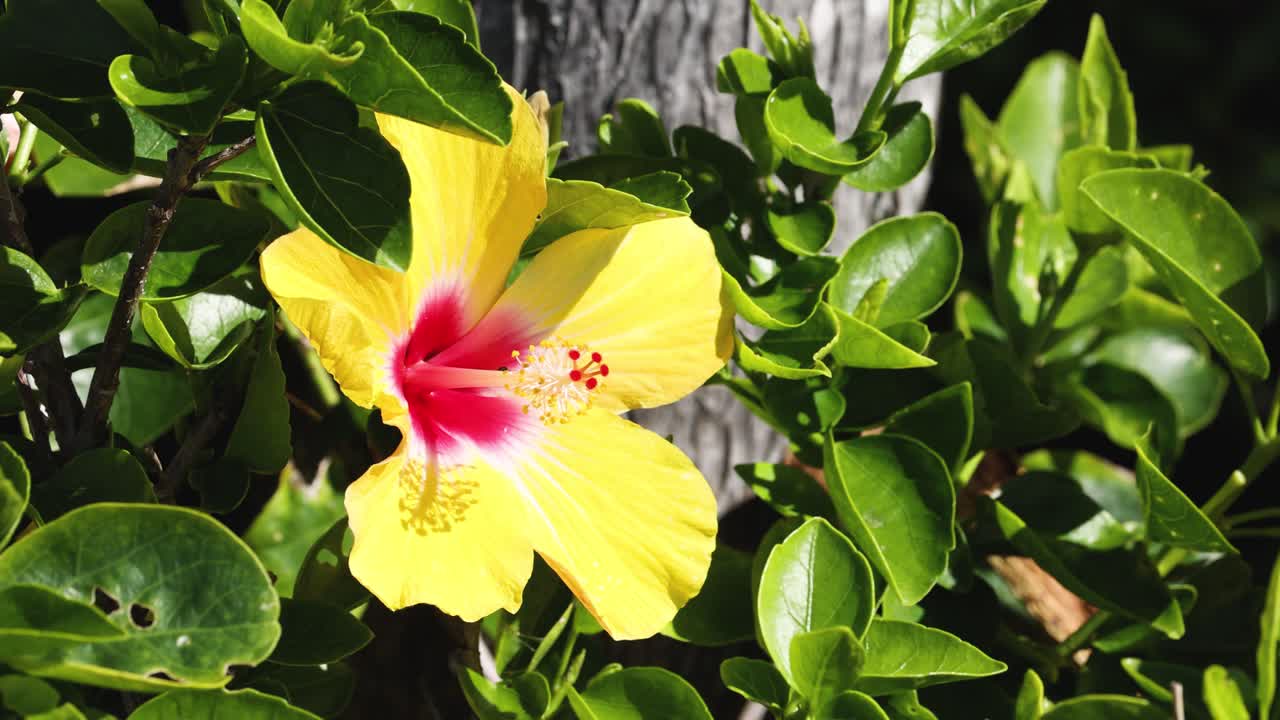 una flor de hibisco amarilla en medio de hojas verdes
