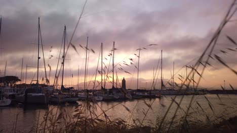 Gimbal-static-shot-of-a-boat-marina-with-fog-rolling-in-over-the-Golden-Gate-Bridge-and-foreground-plants-at-magic-hour-in-San-Francisco,-California