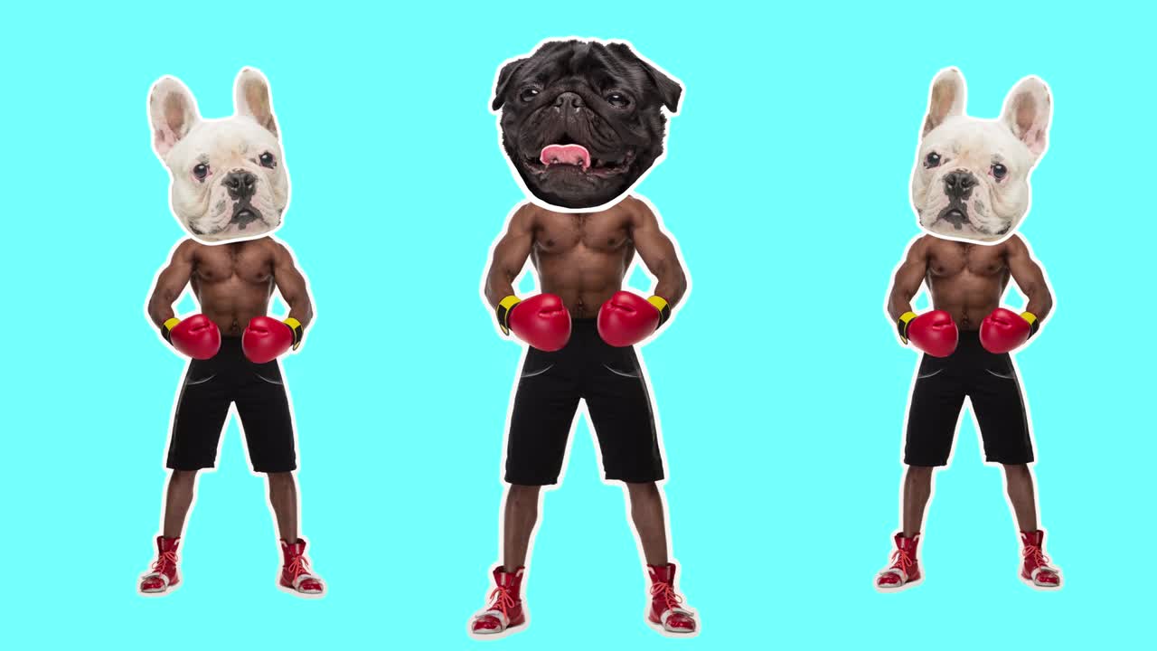 스 모션 디자인, 아트 2d 애니메이션, 개 머리가 있는 아프리카계 미국인 남자가 색상 배경에서 우승자로 춤을 추고, 재미있는 만화 복싱, 개념적, 현대적인 4k 콜라지, 디지털 복합 비디오