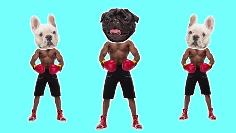 diseño de stop motion, arte 2d animación. hombre afroamericano con cabeza de perro bailando después como ganador sobre fondo de color. divertido boxeador cómico. conceptual, contemporáneo collage 4k. video compuesto digital