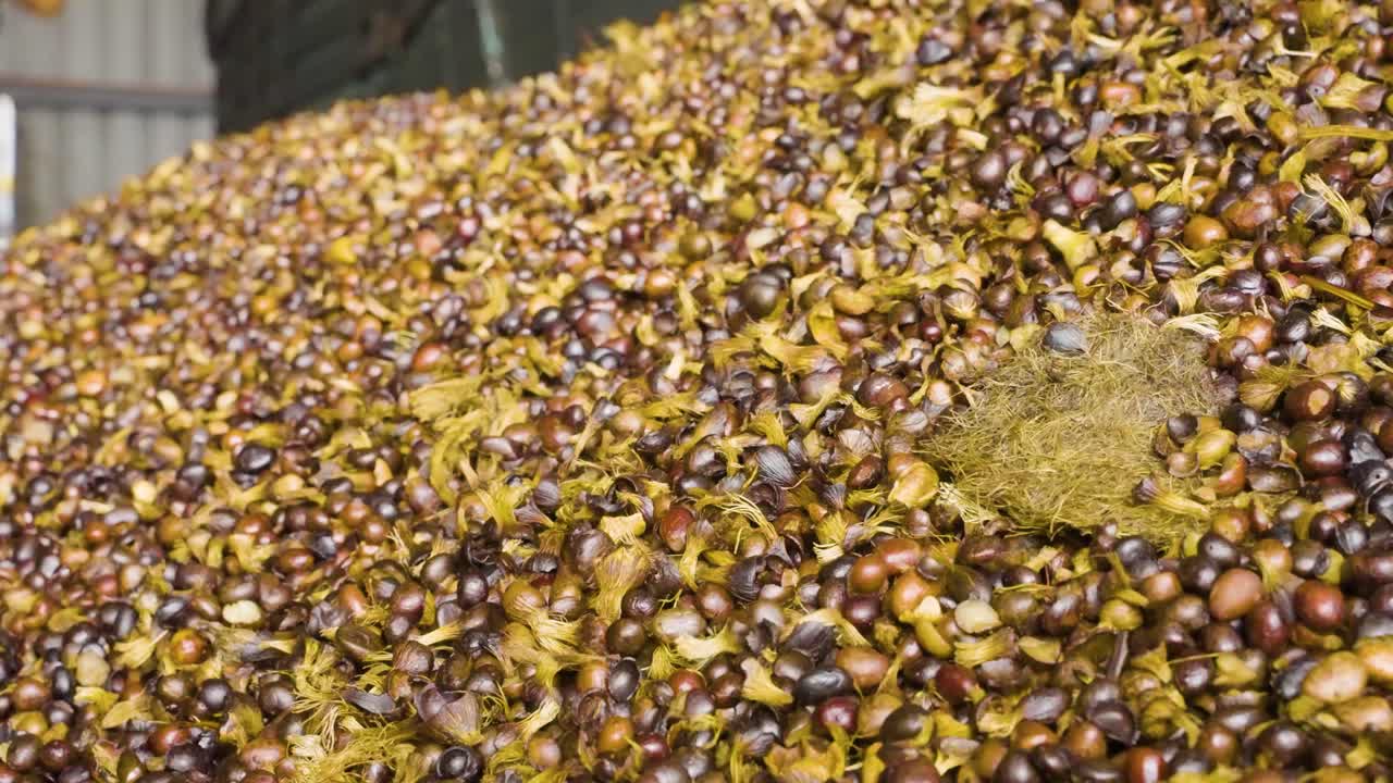 Rallentatore di tonnellate di semi di palma da olio scaricati da un camion trasportatore in una fabbrica con operai sullo sfondo, Malesia