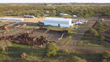 A-cattle-farm-at-sunrise-with-cows-in-pens-and-pasture,-rustic-setting,-aerial-view