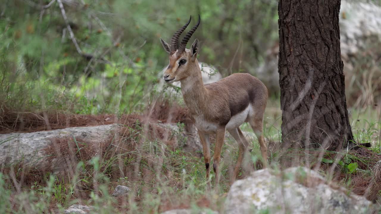 Gazelle standing in the woods and looking around