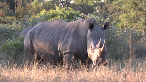 Breitmaulnashorn-In-Seinem-Natürlichen-Lebensraum