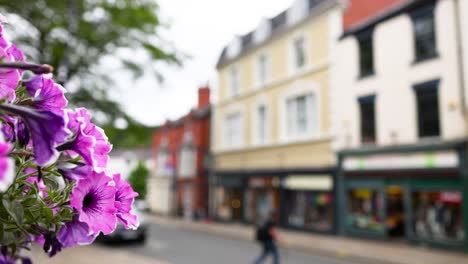 purple flowers with town buildings in background