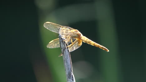 libélula dorada encaramada en la punta de una rama seca en un día ventoso brillante