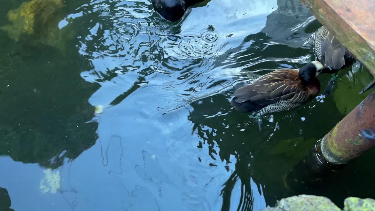 Wood duck "Aix sponsa" swimming on the zoo pond