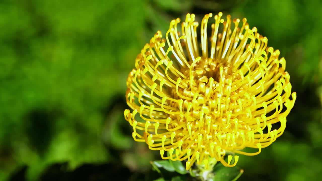 생생한  모양의 프로테아 꽃 노란 새 (leucospermum cordifolium)