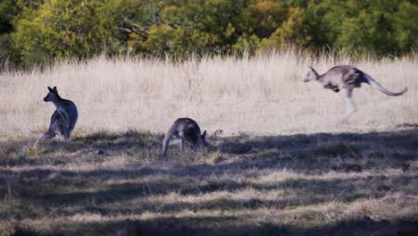 Wallabies-Hop-Around-Their-Troupe-Under-Summer-Weather