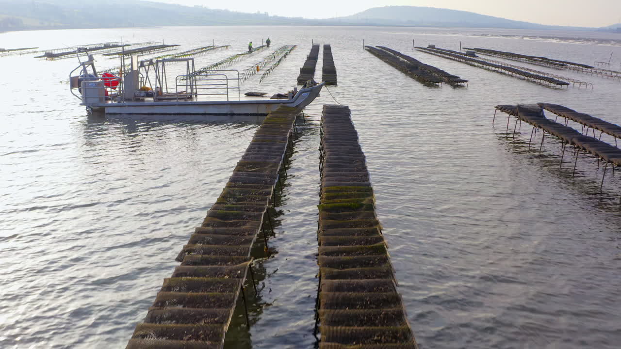 Aerial glide reveals maritime workers cultivating oyster beds during precise low tide moment