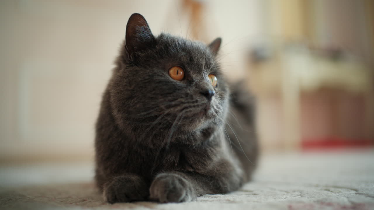 Primo piano di un gatto British Shorthair grigio con occhi ambra adagiato su una superficie morbida all'interno.