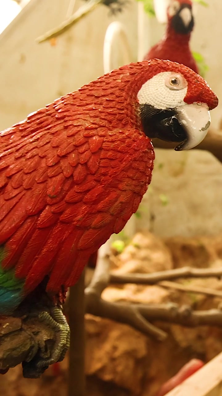 Primi piani di pappagalli colorati rossi e blu che riposano su rami in un recinto tropicale.